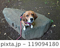 見上げる犬 ビーグル 石の上 見上げる犬 ビーグル 石の上 119094180