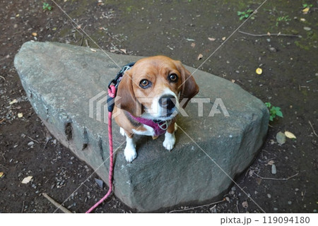 見上げる犬 ビーグル 石の上 見上げる犬 ビーグル 石の上 119094180