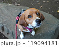 見上げる犬 ビーグル 石の上 見上げる犬 ビーグル 石の上 119094181