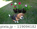 コスモス ビーグル 花と犬 犬と花 コスモス ビーグル 花と犬 犬と花 119094182