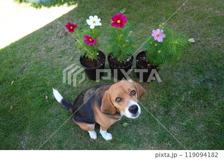 コスモス ビーグル 花と犬 犬と花 コスモス ビーグル 花と犬 犬と花 119094182