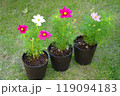 コスモス 植木鉢 鉢物 コスモス 植木鉢 鉢物 119094183