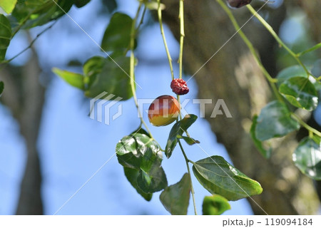 ナツメの実 119094184