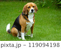 庭 芝生 ビーグル お座り 庭 芝生 ビーグル お座り 119094198