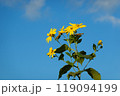 黄色い花 青空 小さな虫 黄色い花 青空 小さな虫 119094199