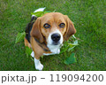 見上げる犬 ビーグル 芝生の庭 芝生 蔦 見上げる犬 ビーグル 芝生の庭 芝生 蔦 119094200