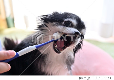ハミガキをする犬　ロングコートチワワ 119094274