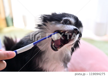 ハミガキをする犬　ロングコートチワワ 119094275
