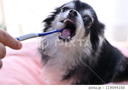 ハミガキをする犬 ロングコートチワワ ハミガキをする犬 ロングコートチワワ 119094280