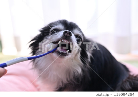 ハミガキをする犬　ロングコートチワワ 119094284