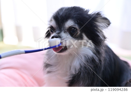 ハミガキをする犬　ロングコートチワワ 119094286