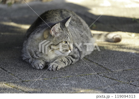 くつろぐアメリカンショートヘア、猫1匹 くつろぐアメリカンショートヘア、猫1匹 119094313