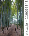 竹林 竹 林 縦写真 光 竹林 竹 林 縦写真 光 119094348