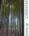 竹林 竹 林 縦写真 光 竹林 竹 林 縦写真 光 119094349