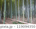 竹林 竹 林 竹林 竹 林 119094350