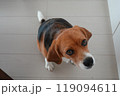 室内犬 ビーグル お座りする犬 リビング 室内犬 ビーグル お座りする犬 リビング 119094611