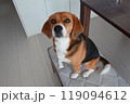 室内犬 ビーグル お座りする犬 リビング 室内犬 ビーグル お座りする犬 リビング 119094612
