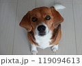 ビーグル カメラ目線の犬 お座り カメラ目線 ビーグル カメラ目線の犬 お座り カメラ目線 119094613