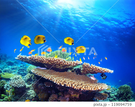 サンゴ礁の海と熱帯魚 119094759