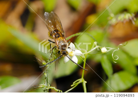 白いスズメウリの花から蜜を吸うキンケハラナガツチバチ（自然光＋ストロボ、マクロ接写） 119094893