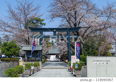 東京、世田谷区の松蔭神社の満開の桜 119095067