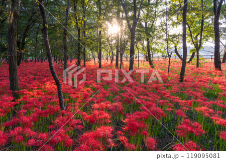 《埼玉県》彼岸花の絨毯・巾着田曼珠沙華公園の夕暮れ 119095081