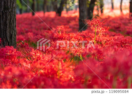 《埼玉県》彼岸花の絨毯・巾着田曼珠沙華公園の夕暮れ 119095084