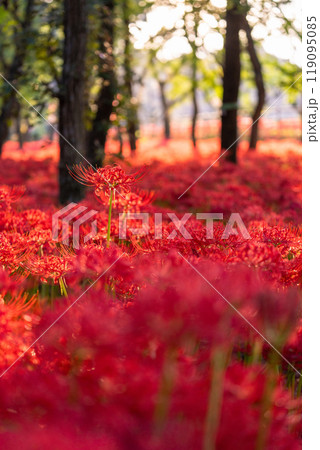 《埼玉県》彼岸花の絨毯・巾着田曼珠沙華公園の夕暮れ 《埼玉県》彼岸花の絨毯・巾着田曼珠沙華公園の夕暮れ 119095085