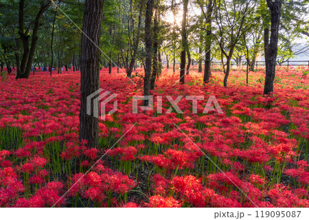 《埼玉県》彼岸花の絨毯・巾着田曼珠沙華公園の夕暮れ 119095087