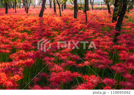 《埼玉県》彼岸花の絨毯・巾着田曼珠沙華公園の夕暮れ 119095092
