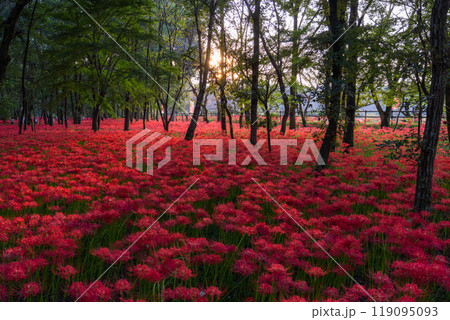 《埼玉県》彼岸花の絨毯・巾着田曼珠沙華公園の夕暮れ 119095093