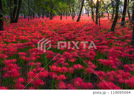 《埼玉県》彼岸花の絨毯・巾着田曼珠沙華公園の夕暮れ 《埼玉県》彼岸花の絨毯・巾着田曼珠沙華公園の夕暮れ 119095094