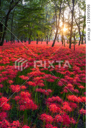 《埼玉県》彼岸花の絨毯・巾着田曼珠沙華公園の夕暮れ 119095096