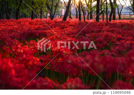 《埼玉県》彼岸花の絨毯・巾着田曼珠沙華公園の夕暮れ 《埼玉県》彼岸花の絨毯・巾着田曼珠沙華公園の夕暮れ 119095098