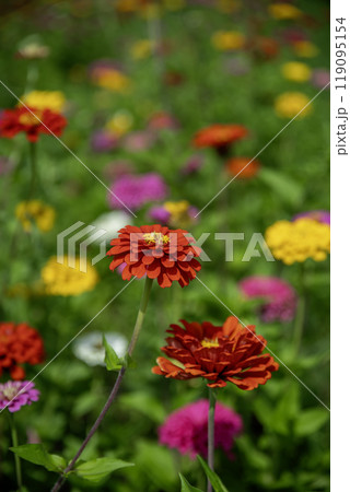 山梨県の山中湖みやこ公園に咲いている百日草 119095154