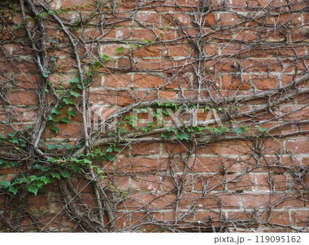 レンガに伸びた蔦 レンガに伸びた蔦 119095162