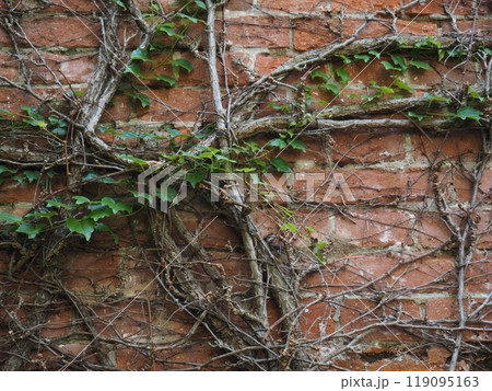 レンガに伸びた蔦 119095163