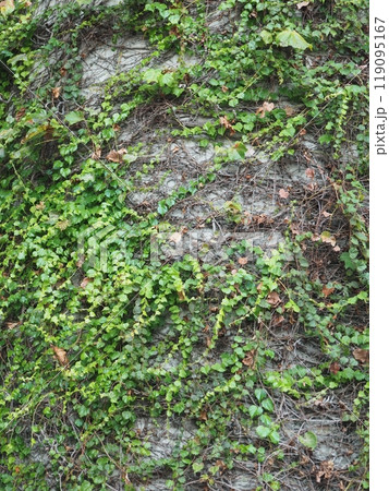 壁に這う蔦 119095167