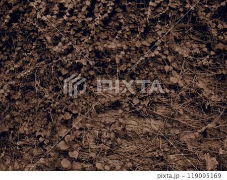 レンガに伸びた蔦 119095169