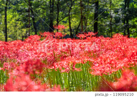 《埼玉県》彼岸花の絨毯・巾着田曼珠沙華公園 119095210