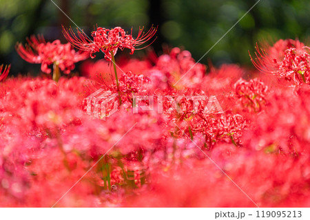 《埼玉県》彼岸花の絨毯・巾着田曼珠沙華公園 119095213