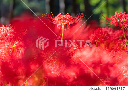 《埼玉県》彼岸花の絨毯・巾着田曼珠沙華公園 119095217