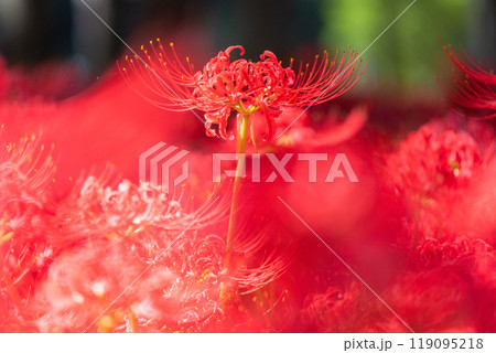 《埼玉県》彼岸花の絨毯・巾着田曼珠沙華公園 119095218