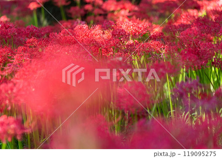 《埼玉県》彼岸花の絨毯・巾着田曼珠沙華公園 《埼玉県》彼岸花の絨毯・巾着田曼珠沙華公園 119095275