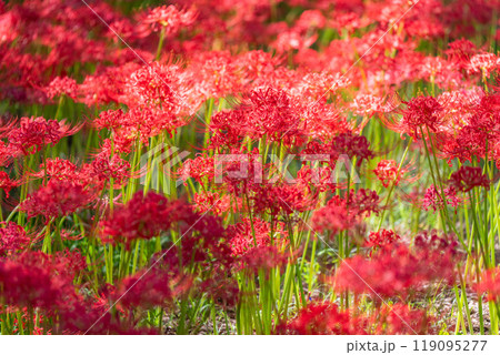《埼玉県》彼岸花の絨毯・巾着田曼珠沙華公園 《埼玉県》彼岸花の絨毯・巾着田曼珠沙華公園 119095277
