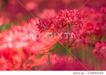 《埼玉県》彼岸花の絨毯・巾着田曼珠沙華公園 《埼玉県》彼岸花の絨毯・巾着田曼珠沙華公園 119095283