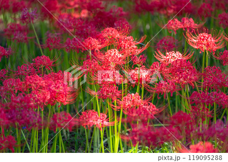 《埼玉県》彼岸花の絨毯・巾着田曼珠沙華公園 119095288