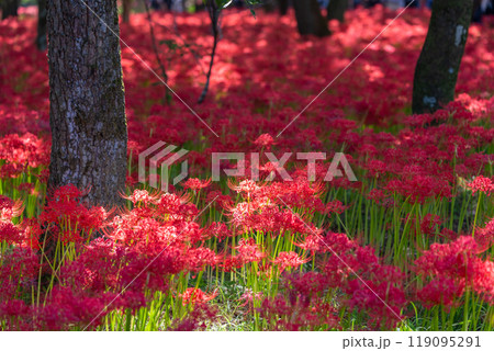 《埼玉県》彼岸花の絨毯・巾着田曼珠沙華公園 119095291