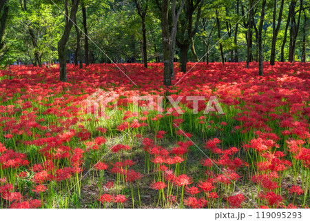 《埼玉県》彼岸花の絨毯・巾着田曼珠沙華公園 《埼玉県》彼岸花の絨毯・巾着田曼珠沙華公園 119095293