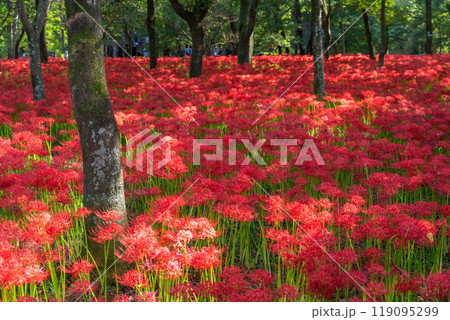 《埼玉県》彼岸花の絨毯・巾着田曼珠沙華公園 《埼玉県》彼岸花の絨毯・巾着田曼珠沙華公園 119095299